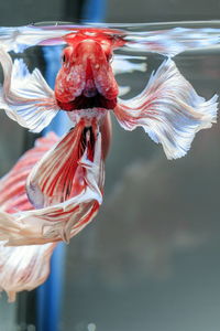 Siamese fighting fish, black backdrop, betta splendens, betta fish, half moon betta.