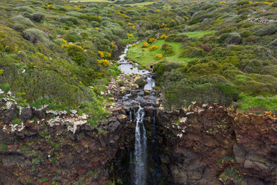 Scenic view of waterfall in forest