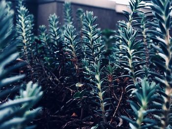 Close-up of potted plant