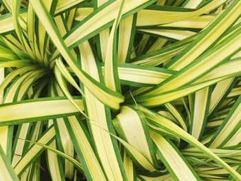 Full frame shot of plants