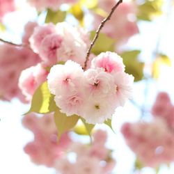 Close-up of pink flowers blooming on tree