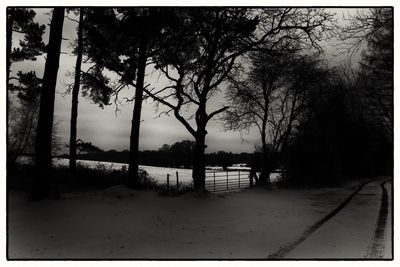 Trees on snow covered landscape