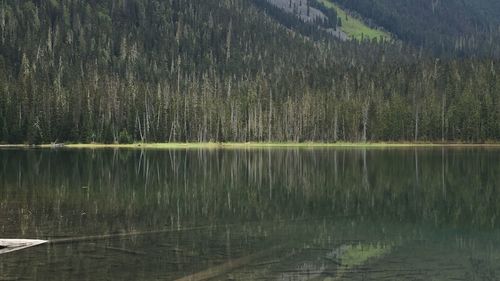 Scenic view of lake in forest