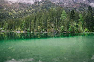 Scenic view of pine trees by lake