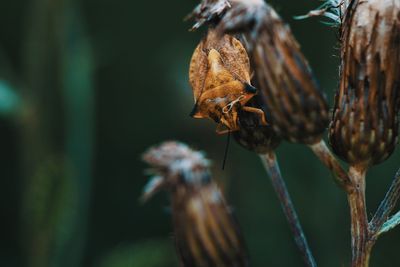 Close-up of wilted flower