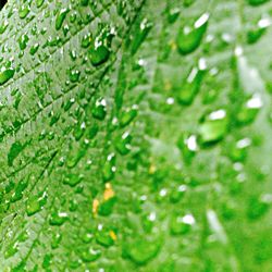 Full frame shot of green leaves