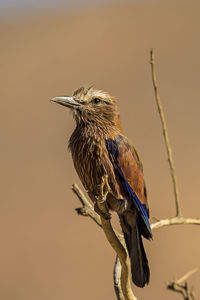 Close-up of bird perching on twig