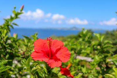 Close-up of red flower against plants