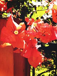 Close-up of red flowering plant