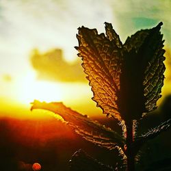 Close-up of silhouette leaf against sky during sunset