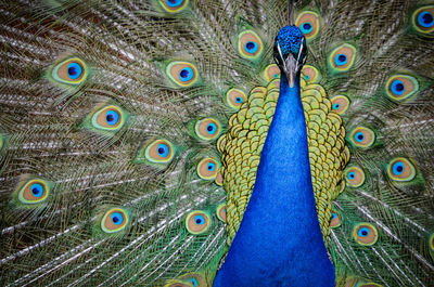 Portrait of a peacock with feathers spread open.