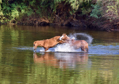 View of dog drinking water in lake