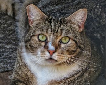 Close-up portrait of cat