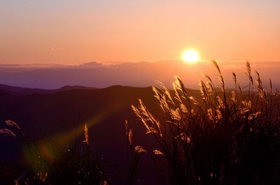 Silhouette plants against romantic sky at sunset