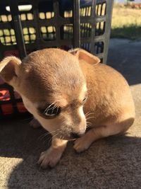 Close-up of a dog