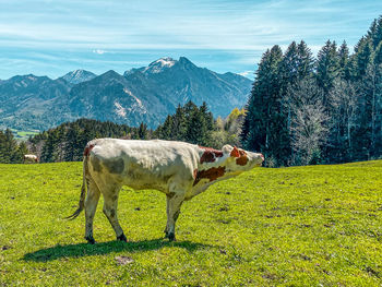 Mooing cow on an alpine pasture at großstaffen bergwalderlebnisweg, chiemgau, upper bavaria, germany