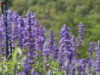 Close-up of lavender flowers on field