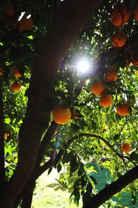 Low angle view of sunlight streaming through tree