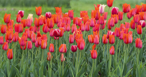 Close-up of red tulips in field