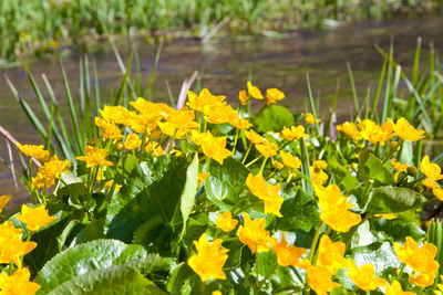 Close-up of yellow flowering plants on field