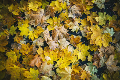 Full frame shot of fallen autumn leaves on field