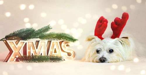 Portrait of dog on christmas tree