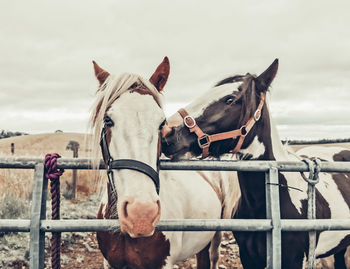 Horse standing in ranch against cloudy sky