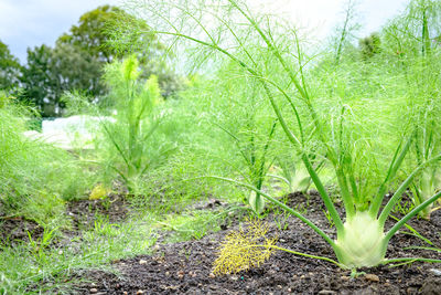 plant
