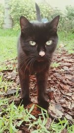 Close-up portrait of cat on grass