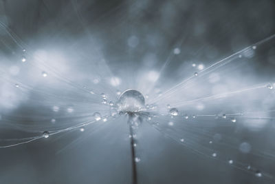 Close-up of wet spider web