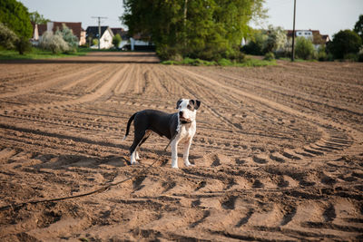 Dog standing in a field