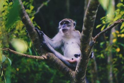 Monkey sitting on tree branch