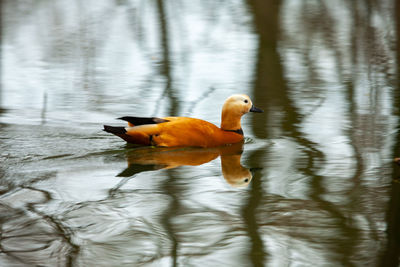 Duck swimming in lake