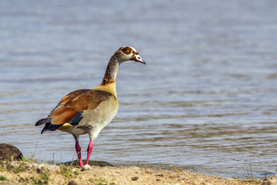 Egyptian goose wading at beach