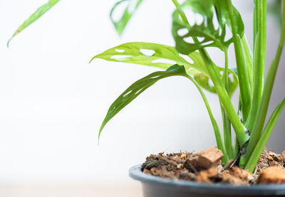 Close-up of potted plant against white background