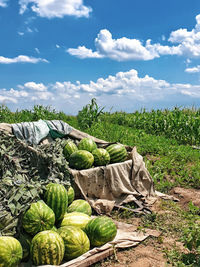 Panoramic view of corn on field against sky