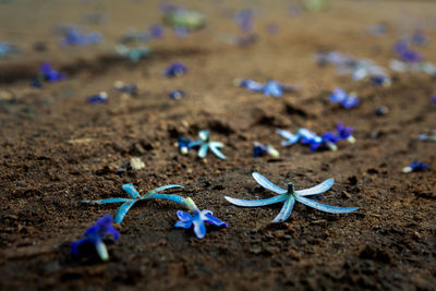 Close-up of purple flower on field