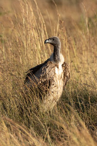 Vulture perching amidst plants on land