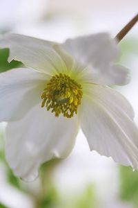 Close-up of white flower