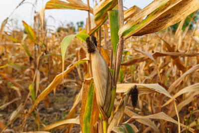 Close-up of crops on field