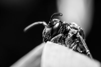 Close-up of fly