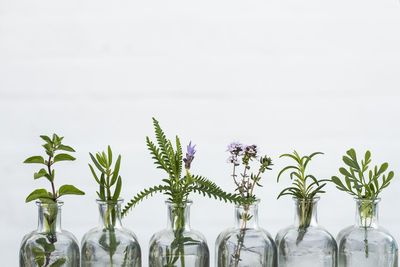 Plants growing in glass vase against white background