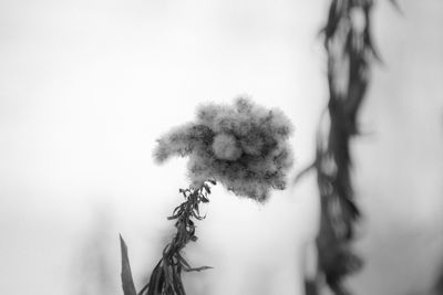 Close-up of flowering plant against sky