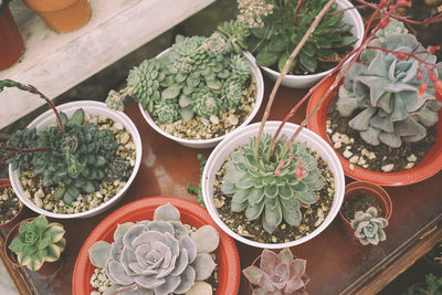 High angle view of potted plant