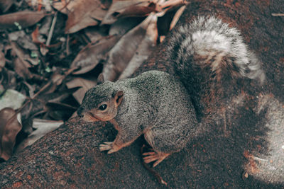 High angle view of squirrel