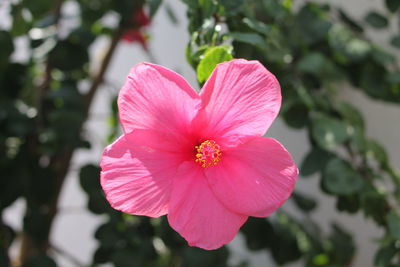 Close-up of pink flower