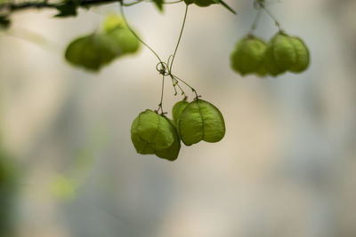 Close-up of berries growing on plant