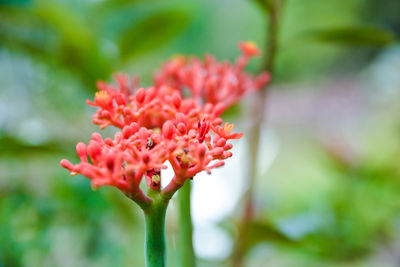 Close-up of red flower blooming outdoors