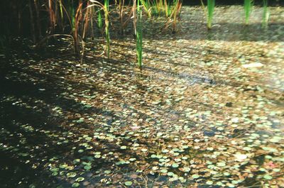 Close-up of trees in forest
