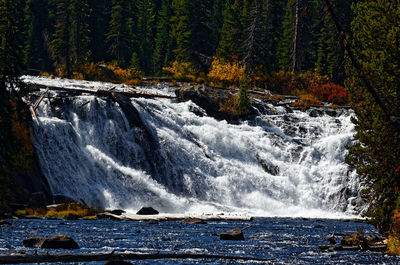 Scenic view of waterfall in forest